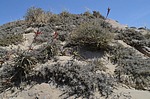 Tillandsia latifolia a T sp mini Tillandsia latifolia Nazca to San Juan de Marcona GPS193 Peru_Chile 2014_0340.jpg